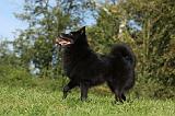 SCHIPPERKE 726